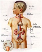 内分泌系统解剖图